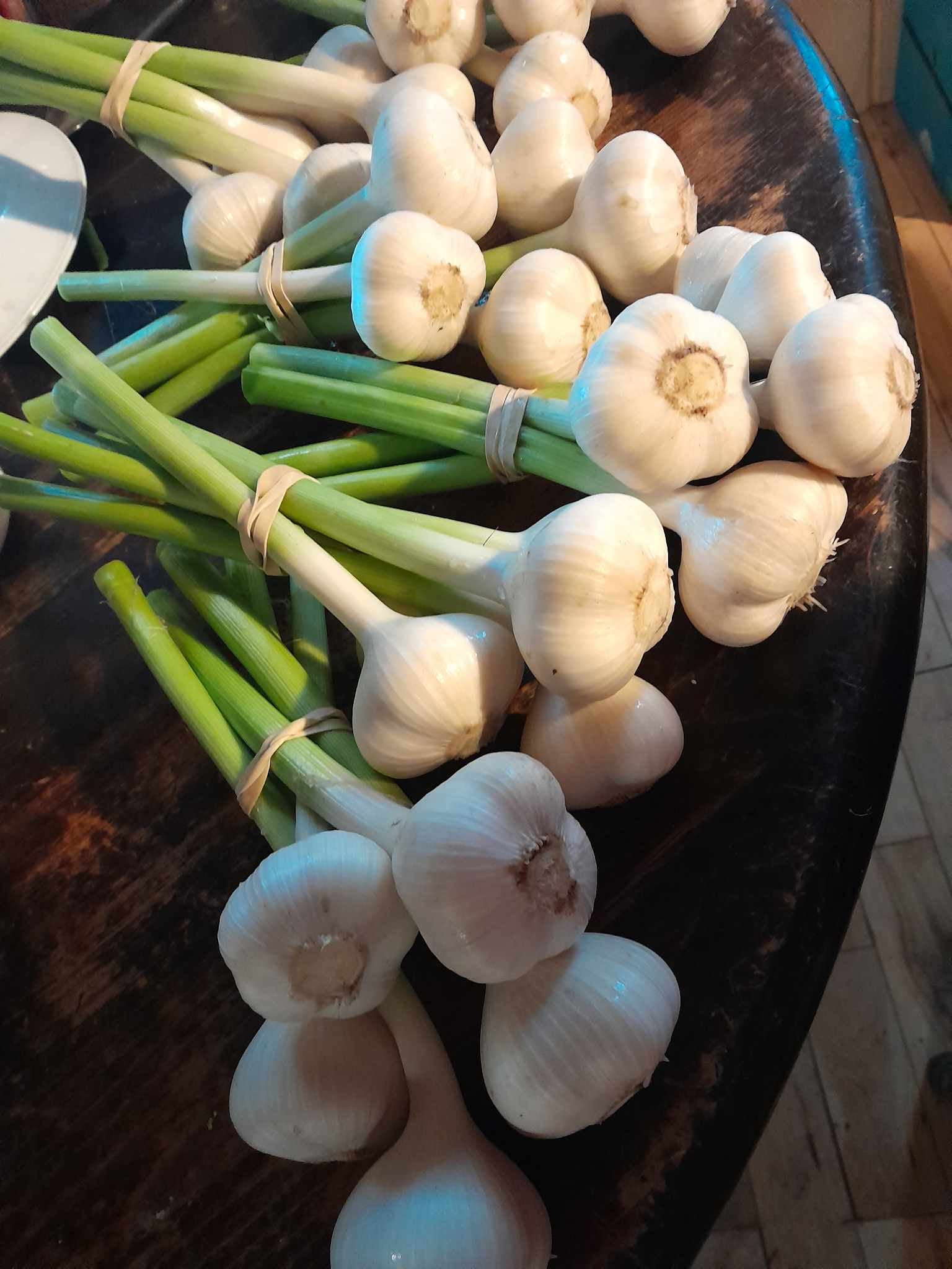 Hardy German Hardneck Planting Garlic Pound SOLD OUT Fiat Homestead